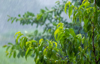trees in heavy rain
