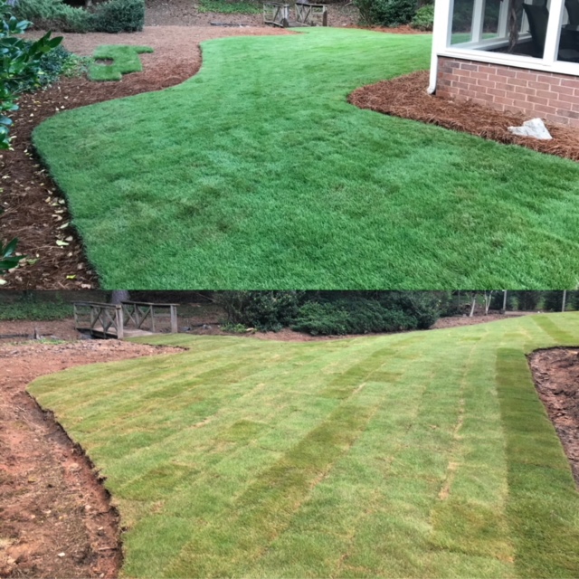 Lawn after new sod installation