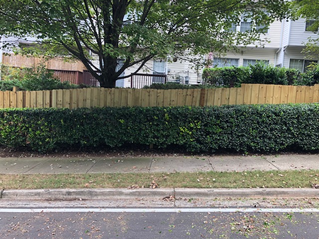 Hedge after trimming service.