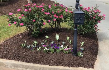 Seasonal flowers and plants installed in the front yard by Woodburn Landscapes professionals.