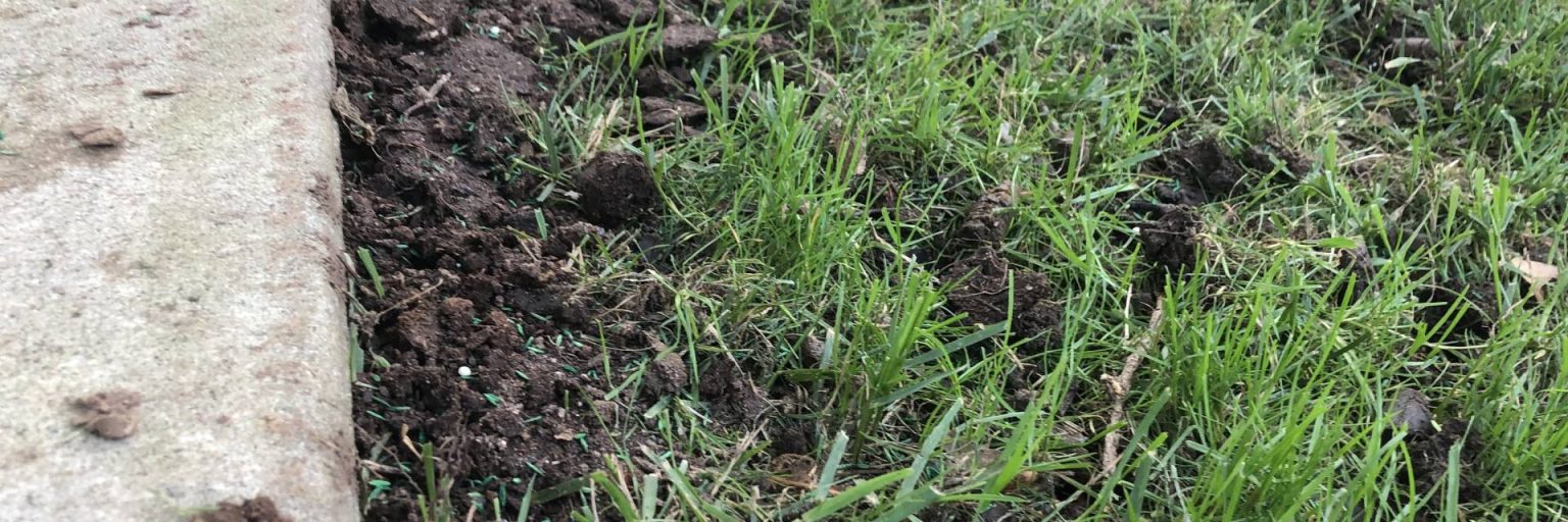 Atlanta Lawn Overseeding Sandy Springs GA Top Dressing Lawns