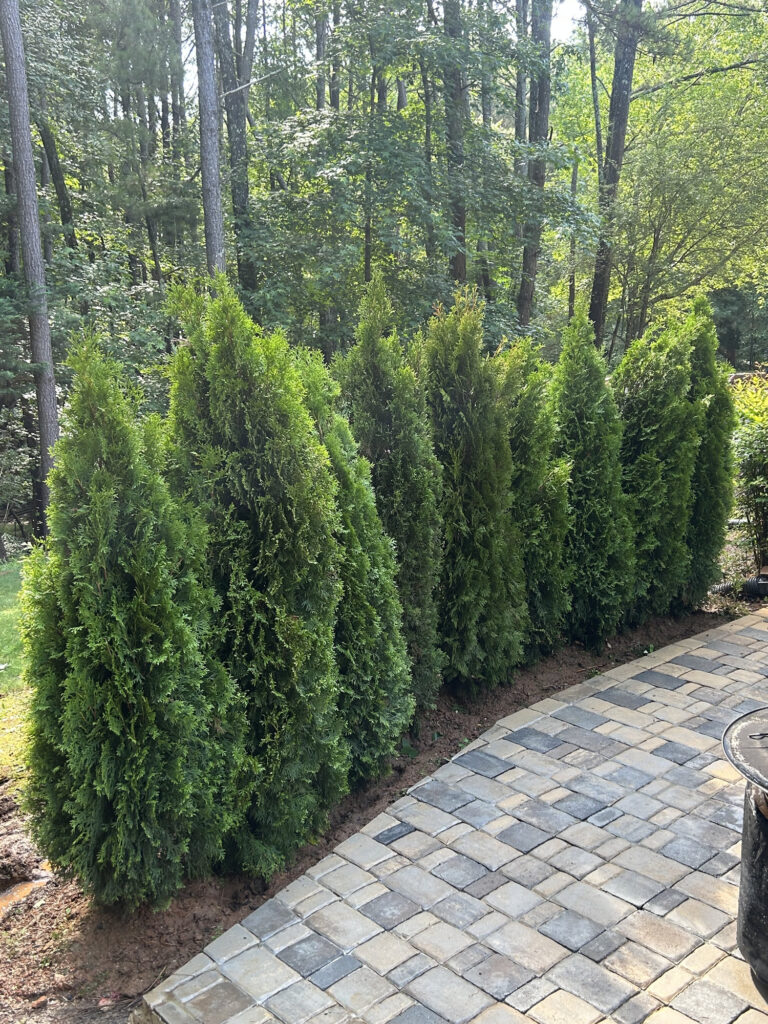 A row of tall, dense evergreen shrubs lines the edge of a stone-paved patio, with a wooded area in the background.