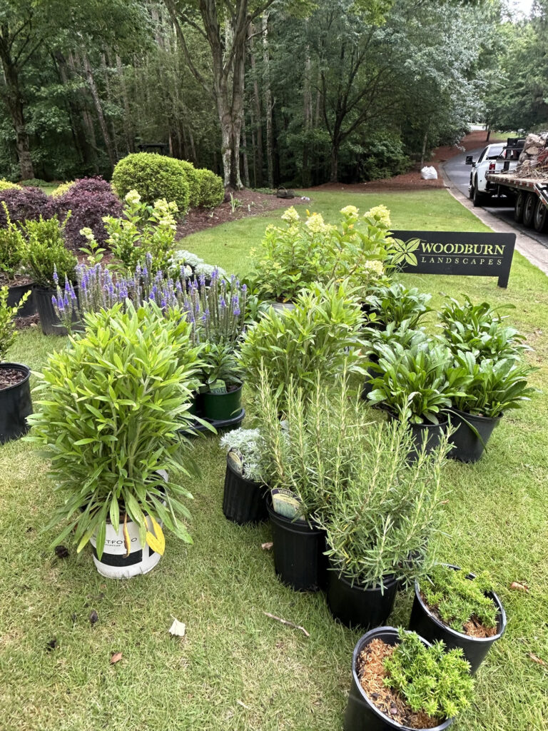 Various potted plants are arranged on a grassy lawn near a "Woodburn Landscapes" sign, with trees and a driveway in the background.