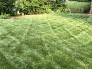 A freshly mowed lawn with visible mower lines, bordered by trees and shrubs in the background.
