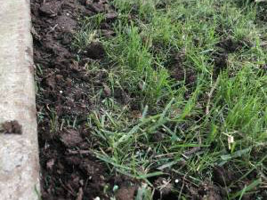 Soil and grass next to a concrete edge, with some loose dirt and patches of green grass visible.