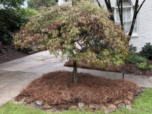 A small tree with thin, drooping branches stands in a mulched garden bed beside a driveway in front of a white brick house.