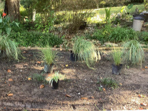 Several potted ornamental grasses are arranged on bare soil in a garden, with green foliage and trees visible in the background.