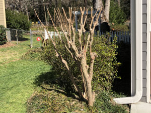 A severely pruned shrub with bare branches stands next to a house, surrounded by green grass and a white picket fence in the background.