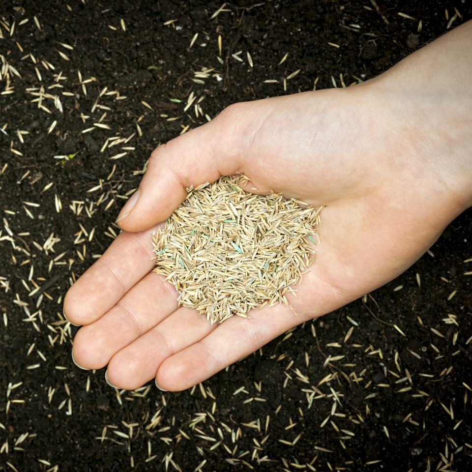 Grass seed held in hand over soil and planted seeds with copy space