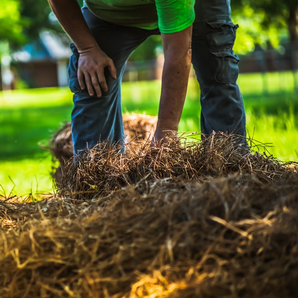A landscape worker laying out new pine straw in a flower bed