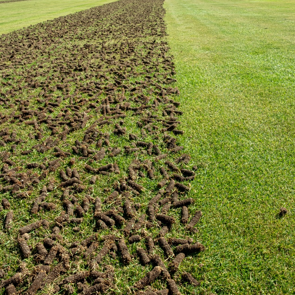 Pile of plugs of soil removed from sports field. Waste of core aeration technique used in the upkeep of lawns and turf