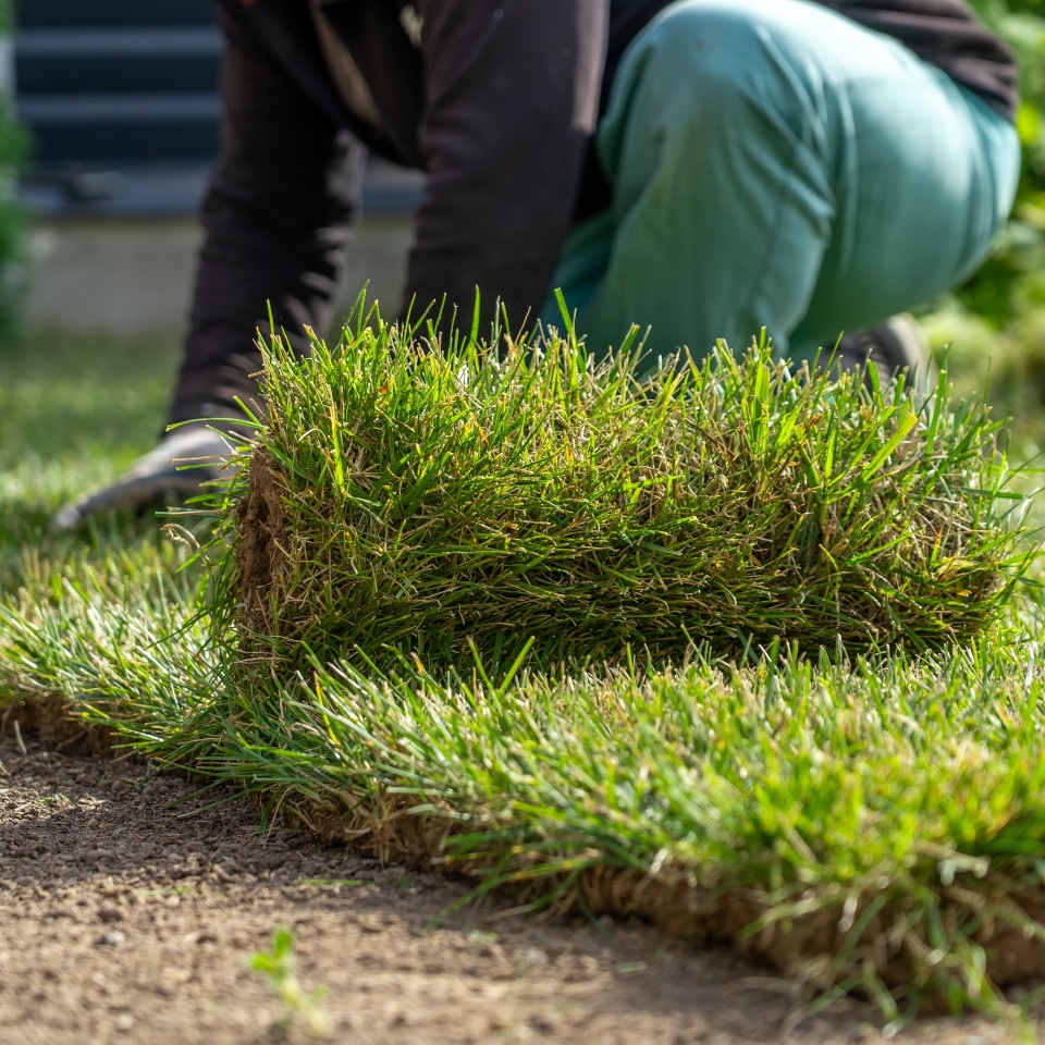 View of unrecognizable gardener fixing sod on field of backyard. Worker laying roll lawn in the garden.