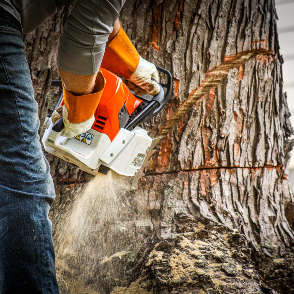 A chainsaw effortlessly slices into a tree trunk, showcasing expert tree service in action. Perfect for illustrating tree removal, Tree Trimming cutting branches stump grinding stump removal