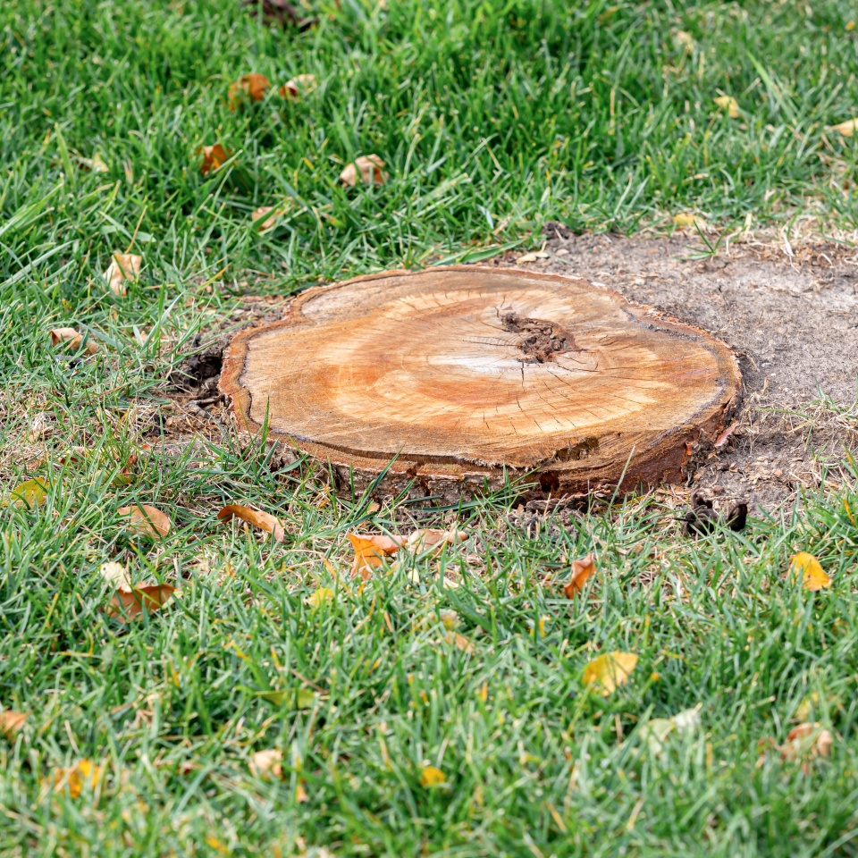 Tree stump in yard. Stump removal, landscaping and lawncare concept.