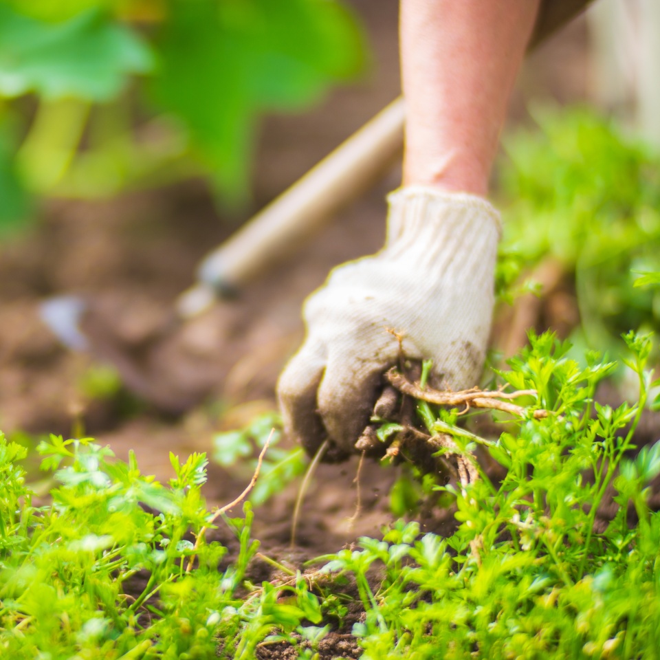 A woman's hand is pinching the grass. Weed and pest control in the garden. Cultivated land close up. Agriculture plant growing in bed row.