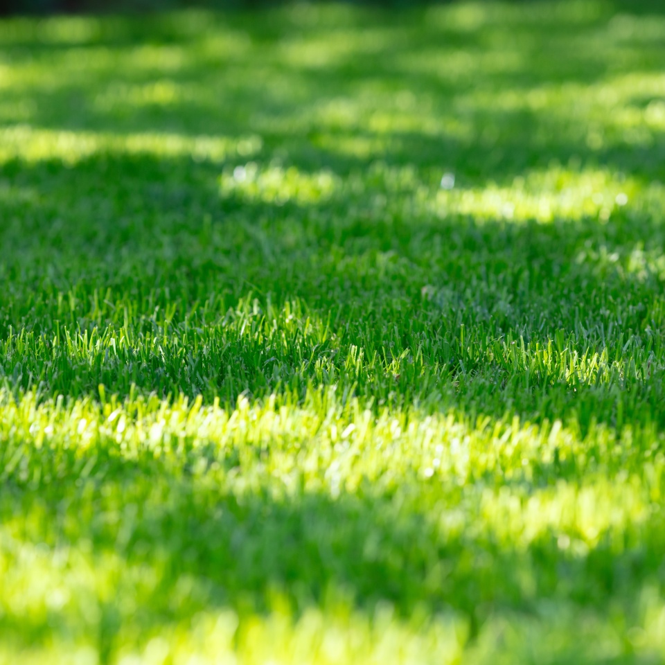 Vibrant Green Grass Lawn in Sunlight with Shadows on a Sunny Day, Perfect for Gardening, Nature, and Outdoor Activity Themes