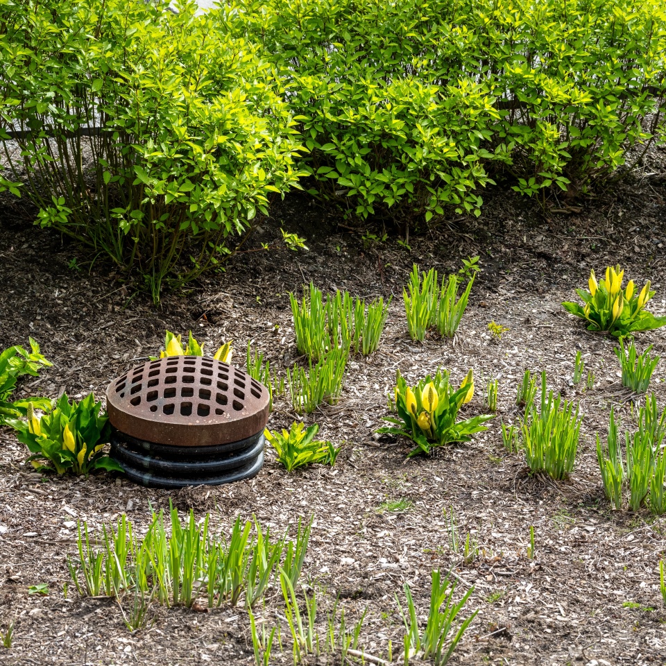 Round iron storm water drain in water retention pond, dry pond with new growth of spring leaves.