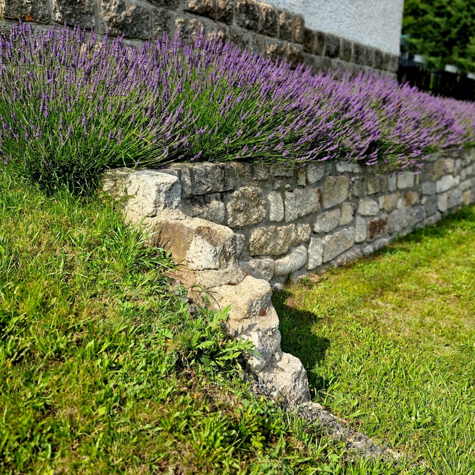 terraces with stairs in a sloping park. stone retaining walls with light stone. blue lavender and pink roses with perennials grow on the edge of the wall. lawns and gravel path, led, footpath, castle