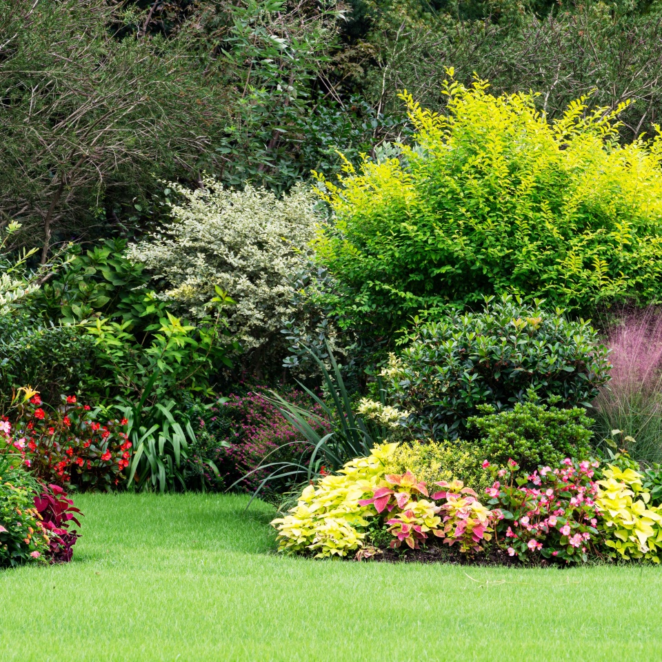 Flowering plants on the lawn