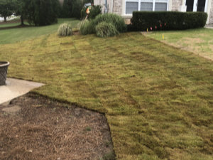 Fresh sod has been laid in a front yard, with some patches of bare soil visible in the foreground and established landscaping near a house.