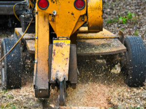 A yellow stump grinder machine in operation, grinding a tree stump and producing wood chips and sawdust on the ground.