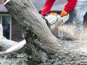 Person using a chainsaw to cut a large tree branch, with sawdust flying, wearing a red shirt and orange gloves.